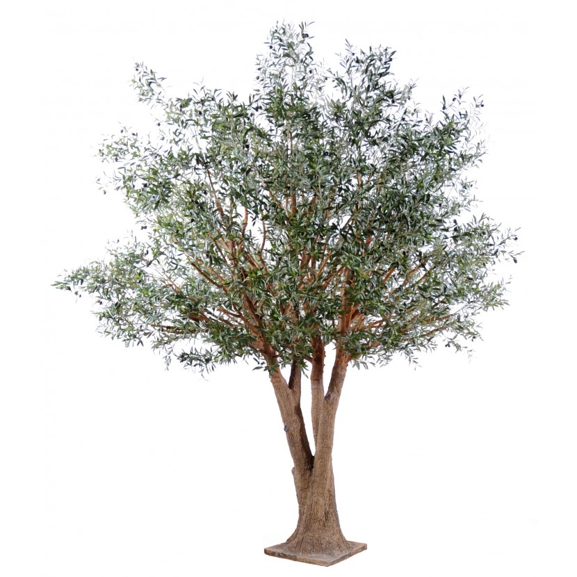 arbre olivier olive verte