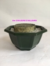 coupe-facette-lestee-moussee-diam16