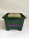 pot-carre-leste-mousse-15x15