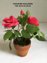 rosier-artificielle-miniature-couleurs-dailleurs