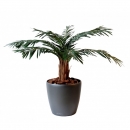 12 - cycas-palm 80 a 210 cm - 1242 - 71