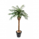 13 - phoenix 150 a 450 cm - 1660 - 71