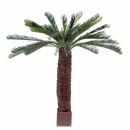14 - cycas-geant 200 cm - 1396 - 71