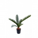 15 - cycas-baby10 60 cm - 1992 - 71