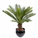 16 - cycas-tronc 90 cm - 10322 - 71