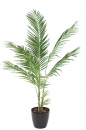20 - areca 160 cm - 14544 - 71