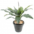 21 - anthurium-jungle-king 80 cm - 21844 - 71