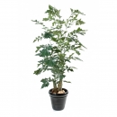 22 - caryota 190 cm - 1455 - 71