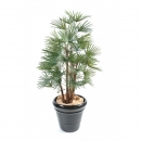 23 - livistonia 110 cm - 11313 - 71