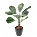 24 - licuala-grandis 120 cm - 10854 - 71