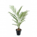 25 - kentia-new-palm 150 cm - 11404 - 71