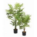 26 - palmier-parlour-buisson 90 120 cm - 14462 - 11