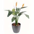 28 - strelitzia-2fl-1bt 95 cm - 21833 - 71