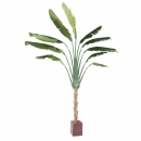 29 - arbre-du-voyageur 350 cm - 1069 - 71