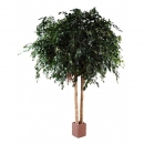 30 - ficus-exotica-geant 350 cm - 11710 - 71