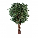 31 - ficus-geant 320 cm - 11309 - 71