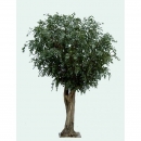 32 - ficus-geant-tree 350 cm - 11722 - 71