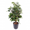 33 - ficus-natasja-en-pot-de-10 60 cm - 24441 - 71