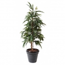 34 - ficus-alii-bush-royal 160 cm - 11414 - 71