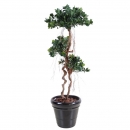 35 - ficus-panda-new 140 cm - 10725 - 71
