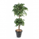 36 - ficus-double-boule 150 cm - 1084 - 71