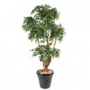 37 - ficus-natasja-5-tetes 170 cm - 1868 - 71