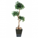 38 - ficus-retusa-crazy 150 cm - 1024 - 71