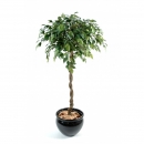 39 - ficus-boule-natasja 140 cm - 1744 - 71