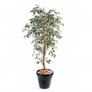 40 - ficus-tronc-simple-gf 120 cm - 1003 - 73