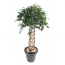 41 - ficus-cage 140 cm - 11244 - 71