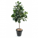 42 - lyrata-figuier 210 cm - 1586 - 71