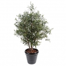 44 - olivier-new-buisson 140 cm - 11273 - 71