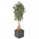 45 - olivier-root-175 175 cm - 11265 - 71