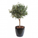 47 - olivier-new-ball-tree 55 cm - 11520 - 71