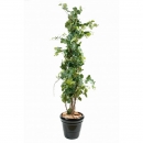 48 - vigne-tree 140 cm - 10214 - 71