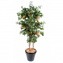 50 - oranger-new 150 cm - 11354 - 11