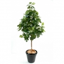 52 - figuier-et-fruits 170 cm - 11215 - 71