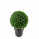 54 - cypres-mini-boule-new-idem-27132 diam 55 cm - 27136 - 71
