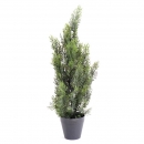 55 cypres-mini-new 60 cm - 17461 - 71