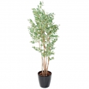 59 - eucalyptus-baies 185 cm - 11595 - 71