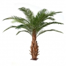 6 - palmier-canarie-3m 10978 - 71