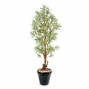 60 - dracena-reflexa 110 cm - 1793 - 74