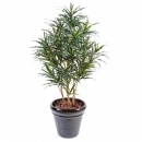 61 - dracaena-anita 125 cm - 14113 - 71