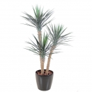 62 - yucca-rostrata-155 cm - 10784 - 71