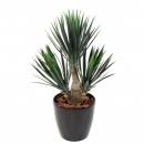 63 - yucca-baby 70 cm - 10787 - 71