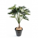 64 - philodendron-selloum 120 cm - 10461 - 71