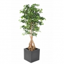 65 - ginkgobiloba-root-180 cm - 11255 - 71