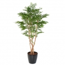 66 - acacia 180 cm - 11525 - 71
