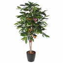 67 - cacaoyer- 210 cm - 11566 - 71
