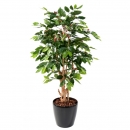68 - cafeier-fleurs-troncs-noueux- 150 cm - 10904 - 71